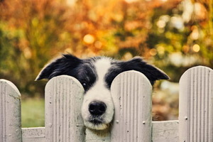 pes hledí zpoza plotu